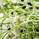 Are Bean Sprouts Good for You?