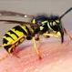 What Kills Wasps Instantly?
