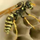 How Dangerous Are Yellow Jackets?