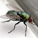 What Scent Will Keep Flies Away?