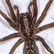 Is the Hobo Spider Poisonous?