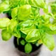 What Is the Difference Between Basil and Sweet Basil?