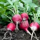 What Are the Benefits of Eating Radishes?
