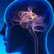 What Are the Major Functions of the Limbic System?