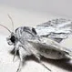 What Do Moths Do to Humans?