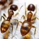 What Home Remedy Is Good for Ant Bites?