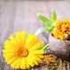 What Is Calendula Good For?