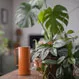 Which Plants Are Best for Cleaning the Air?